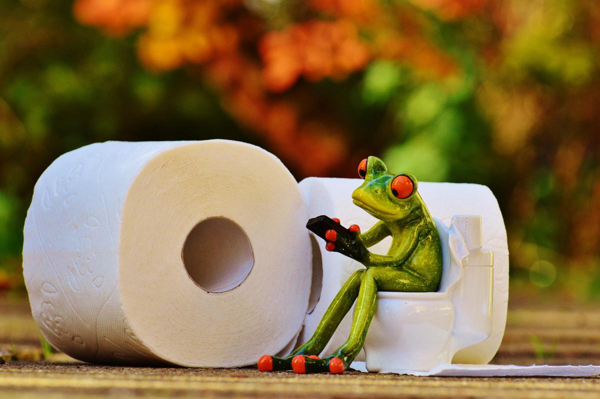 Animal cute green color toilet frog  pxhere