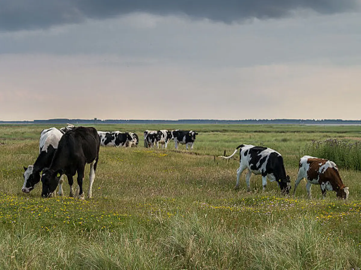 Koeien in de kobbeduinen op schiermonnikoog